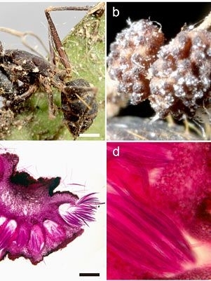 Imagens mostram ao do fungo nas formigas
