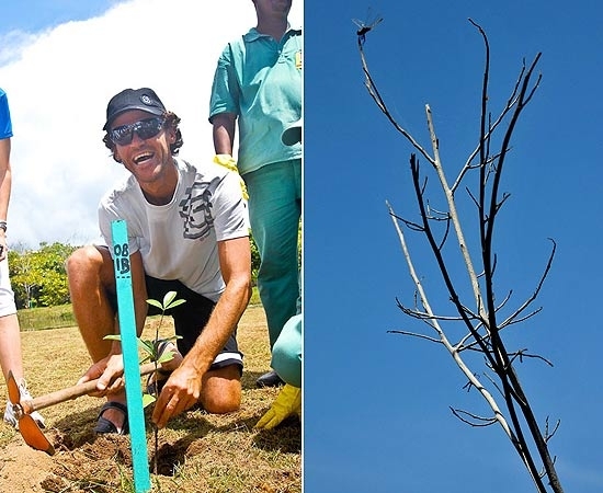 Guga planta rvore na Costa do Sauipe; trs anos depois, o estado da mesma