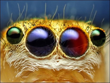 Aranha de quatro olhos, um dos objetos prediletos de seu trabalho.