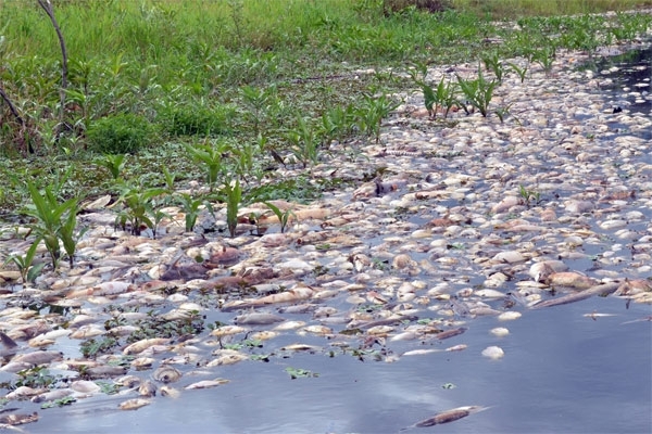 Polcia Ambiental estima que haja toneladas de peixes mortos no local.