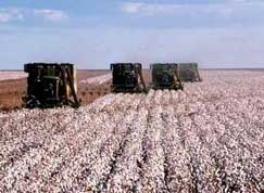 Na regio Oeste do Estado, onde a colheita se encontra em etapa mais acelerada, o plantio do algodo ficou em 53%