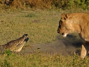 Turista registra momento em que leoas matam crocodilo