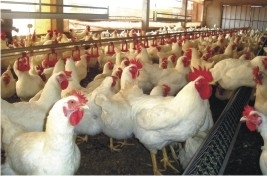 Avicultores promovem manifestao por melhores preos do frango fornecido  indstria
