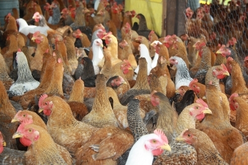Inicialmente sero cerca de 4 mil frangos a cada 90 dias colocados no mercado