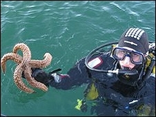 Cientistas coletaram estrela-do-mar na costa da Esccia