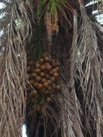 A macaba se destaca como uma das palmeiras nativas a ser utilizada para produo de biodiesel.