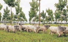 Criao de gado no Estado j est integrada  agricultura e atende s exigncias ambientais