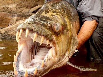 O bilogo Jeremy Wade segura o peixe tigre golias em rio da frica