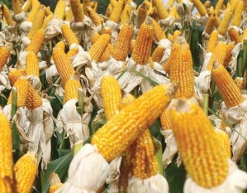 Estimativa de produtividade do milho cai 14%