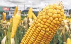 Preocupao dos produtores de Mato Grosso  com o escoamento da produo de milho
