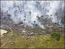 Brasil ainda  o pas com o maior ndice de desmatamento do mundo