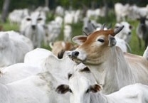 Entre fevereiro e novembro de 2008, as vendas de bovinos in natura quele bloco foram suspensas