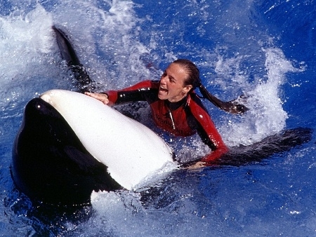 A experiente treinadora Dawn Brancheau com a orca Tilikum que a matou em foto no parque aqutico SeaWorld