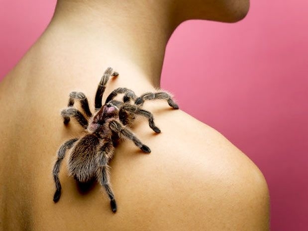 O medo generalizado de aranhas, a aracnofobia, pode ser inato em humanos