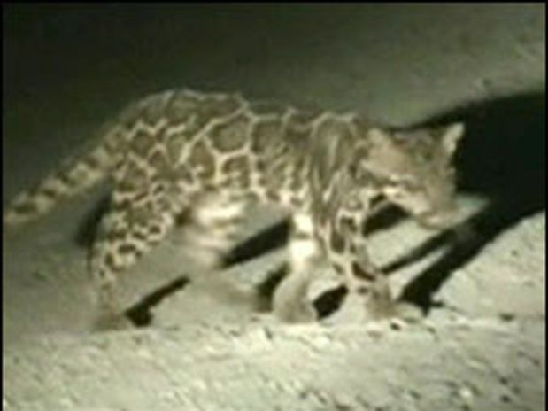 O leopardo nebuloso de Sundaland foi filmado em seu habitat natural e divulgado pela primeira vez