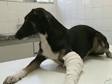 Cadela salva crianas do ataque de um pit bull em Sorocaba (SP)