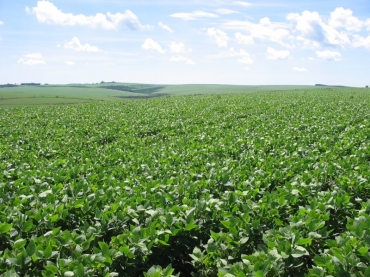 Em Mato Grosso os produtores elevaram a rea plantada de transgnicos para 3 milhes de hectares