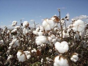 O plantio de algodo adensado comeou esta semana com o cultivo de 5 mil hectares em lavouras do Estado