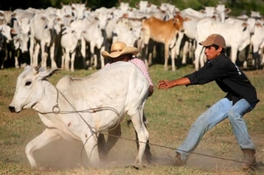 Curso de vaqueiro ser um dos treinamentos do Parceria Rural Pecuria em 2010 