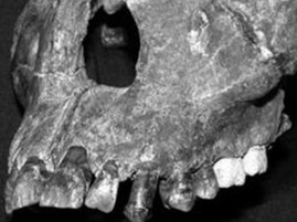 Fssil da face de um jovem que viveu a 1 milho de anos foi encontrado pelos pesquisadores
