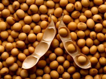 Aprosoja comemora aprovao de soja geneticamente modificada na China