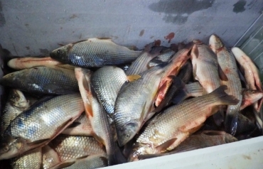 Homem tentou passar 400 quilos de peixe a mais do que constava na nota fiscal.