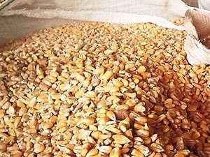 Andr Pessa disse que 20% da safrinha de milho foram comercializadas