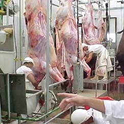 MT segue lder na produo de carne bovina no ranking nacional por mais um ano, como mostra o IBGE