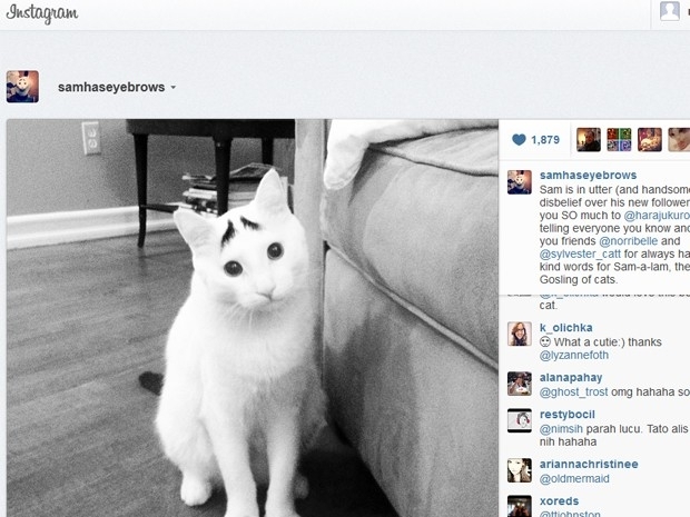 Imagem do gato Sam no Instagram