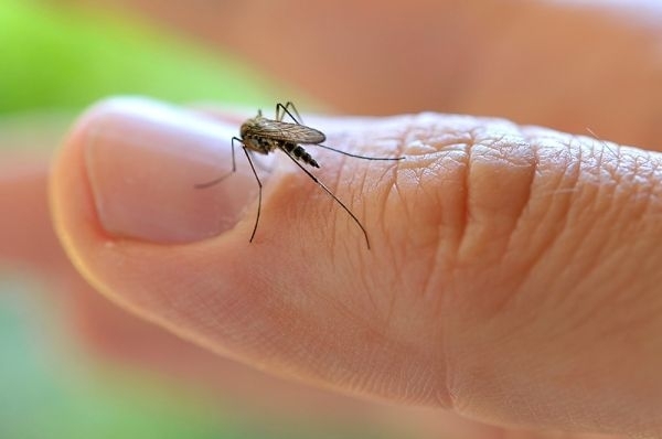 At dia 16 foram notificados 141 casos de dengue