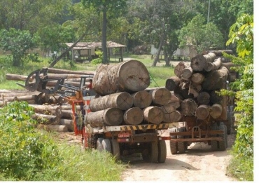 Houve aumente nos crimes ambientais em MT em 2013; Extrao de madeira diminui mais ainda preocupa