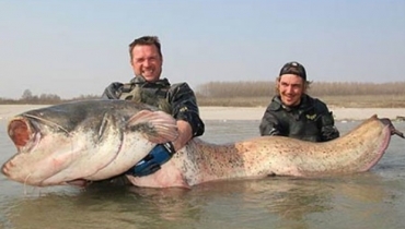 Em abril de 2012, os pescadores alemes Stefan Seuss, Uli Schuppler e Patrick Nimz fisgaram um peixe-gato