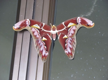 Nova espcie de mariposa que foi encontrada por pesquisadores da Holanda e Malsia durante expedio em Borneu