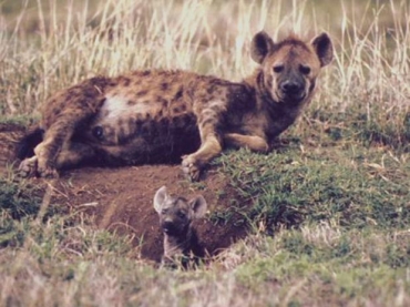 Hienas viviam nos morros ao redor de Adis-Abeba, mas hoje esto em zonas residenciais