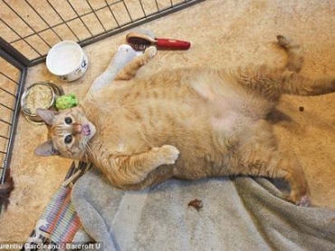 Veterinrios britnicos afirmaram que mais de 2 milhes de gatos (um em quatro) esto com sobrepeso; o gato da foto morreu 3 dias depois de ser adotado