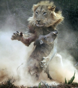 Fotgrafa flagra ataque de leo faminto a javali, que  pego de surpresa em parque na frica do Sul