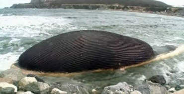 Carcaa de baleia cheia de gs metano pode explodir a qualquer momento no Canad 
