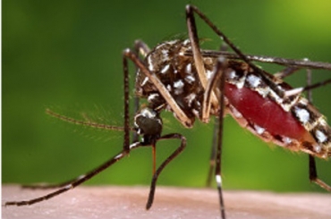 Assim como a dengue, a Chikungunya no tem cura