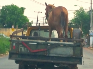 Internauta fotografou cavalo na carroceria de caminhonete em Cuiab