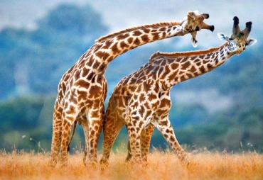 Girafas parecem estar danando, em foto tirada em parque no Qunia