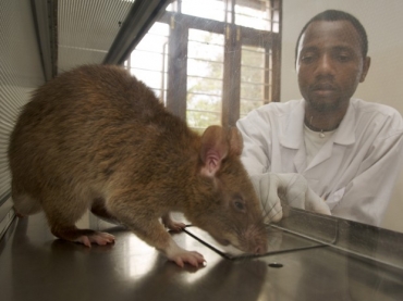 Rato cheira amostra de catarro humano para detectar tuberculose em laboratrio da organizao Apopo