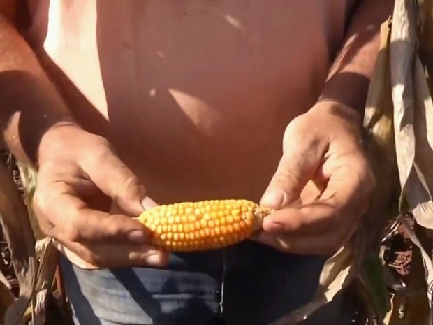 Produtor mostra espiga de milho que no de desenvolveu plenamente em razo das variaes climticas