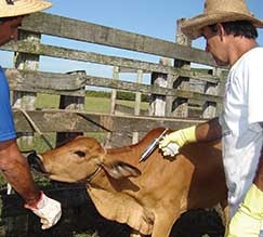 Foram vacinados mais de 12 milhes de bovinos em todo o estado