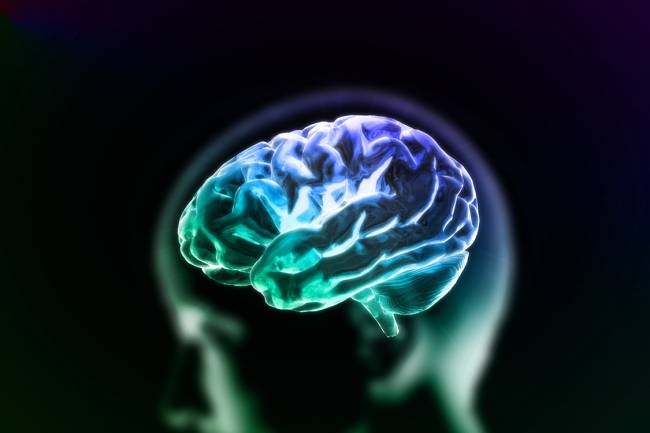Crebro humano (iStock/Getty Images)