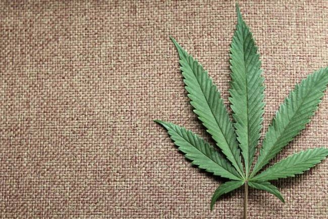 Canabidiol  um dos compostos derivados da planta Cannabis sativa. Princpio ativo  usado para tratar doenas graves (Reuters/VEJA/VEJA)