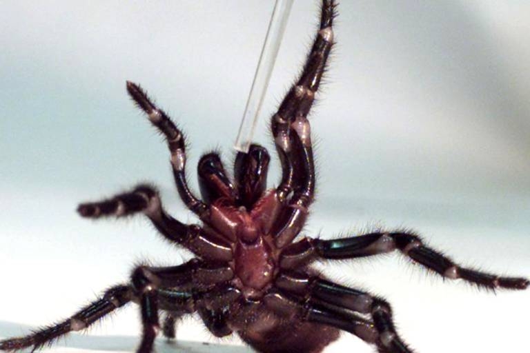 Aranha-funil  a espcie mais mortfera da Austrlia (Mark Baker/Reuters)