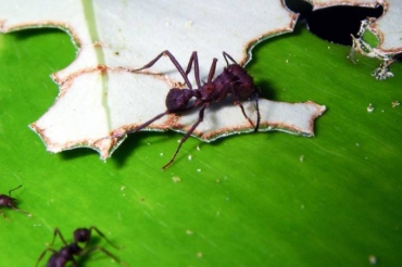 A formiga sava  um dos tipos de espcies agricultoras que vivem no Brasil (VEJA.com/Folhapress/Folhapress)