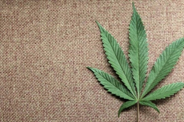 Cannabis: Pesquisadores encontram possvel ligao gentica entre uso da droga e esquizofrenia (Reuters/VEJA/VEJA)