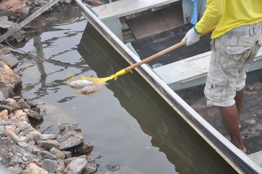 Funcionrio retira peixes mortos da lagoa Paiagus, no Parque das guas, em Cuiab. (Foto: Carolina Holland/G1)