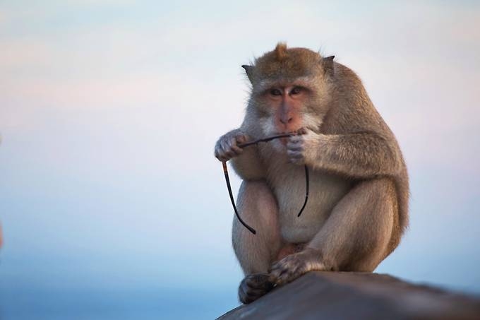 Macaco segura um culos de um turista no templo Uluwatu, Bali (Reproduo/VEJA)
